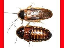 Külmutatud Argentiina prussakad Dubia