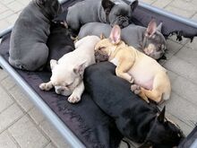 AKC prantsuse buldogi kutsikad