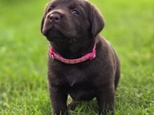 Labradori retriiveri kutsikad FCI