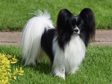 Papilloni kutsikad