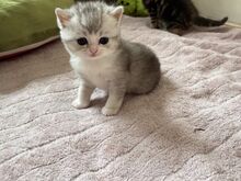 Scottish Fold/Straight kassipojad