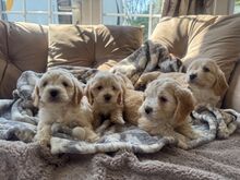 Cockapoo kutsikad.