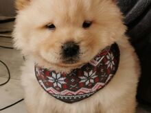 Chow chow kutsikad