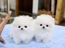 2 beautiful Pomeranian puppies.