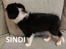 Shelti kutsikad