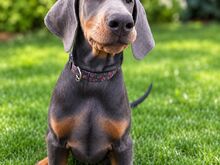 dobermann