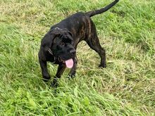 Cane Corso emane kutsikas
