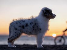 Austraalia lambakoera kutsikad