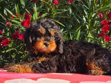 Cavapoo kutsikad