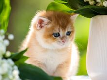 Kuldsed Briti kassipojad