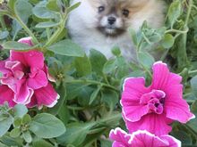 Pomeranian kutsikas