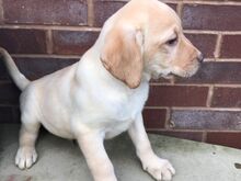Labradori retriiveri kutsikad