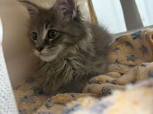 Maine Coon kassipojad