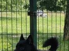 Schipperke - Schipperke