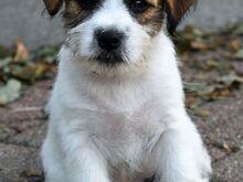 Jack Russelli terjeri kutsikas