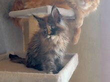 Isane 1-aastane Maine Coon