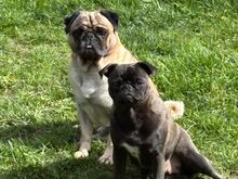 Mops