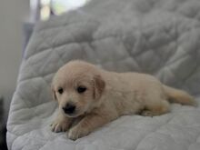 Golden Retriever Puppies Available