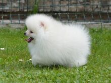 POMERANIAN