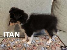 Sheltie kutsikad