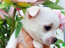 Chihuahua kutsikad