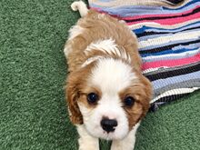 Cavalier King Charles spanjeli kutsikad!