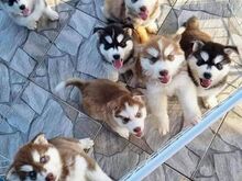 Siberi husky kutsikad on valmis oma uude koju.