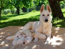 Короткошёрстные щенки белой швейцарской овчарки