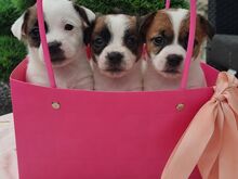 Jack Russell terjer