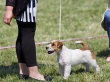 Jack Russelli terjeri kutsikas