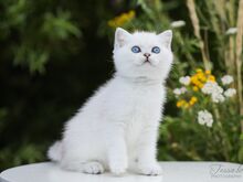 Eritingimustel sinisilmne Šoti tüdruk