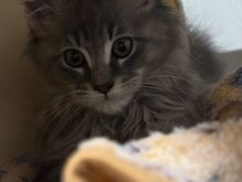 Maine Coon kassipojad