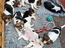 Beagle
