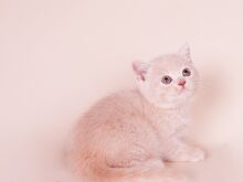 Kassipoeg
