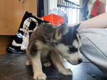 Siberi husky kutsikad