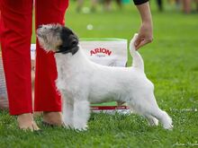 Jack Russell terjeri kutsikapoiss (FCI/LKF)
