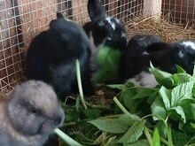 МЯСНЫЕ КРОЛИКИ