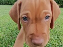 ungari vizsla