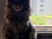 Maine Coon, poiss