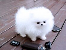 Pomeranian kutsikad
