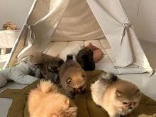Ilus Kentucky osariigis registreeritud pomeranian,