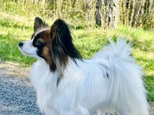 Papillon