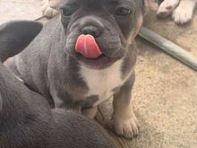 French bulldog puppies