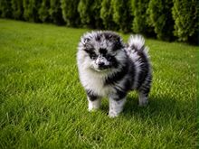 Pomeranian spits