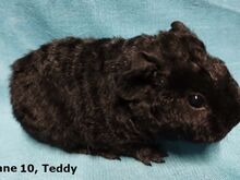 Tõu merisead Teddy, isased