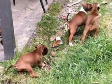 Boxer puppies