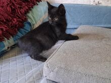 KASSIPOJAD OOTAVAD ARMASTAVAT KODU