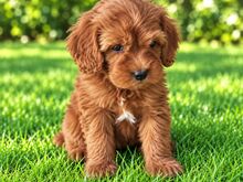 MALTIPOO KUTSIKAD