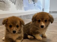 Pembroke Welsh Corgi
