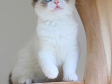Ragdoll-tüüpi kassipojad saadaval: